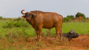 4 Days trip to Lake Mburo National park